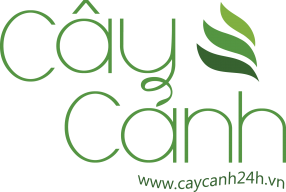 caycanh24h