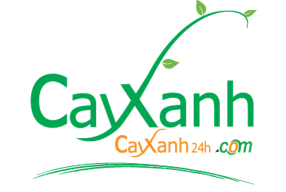 cayxanh